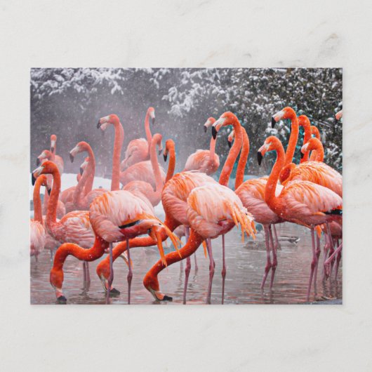 Flamingo briefkaart (Voorkant)