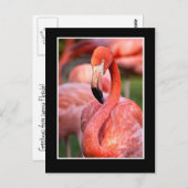 Flamingo Briefkaart (Voorkant / Achterkant)