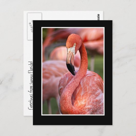 Flamingo Briefkaart (Voorkant / Achterkant)