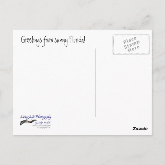 Flamingo Briefkaart (Achterkant)