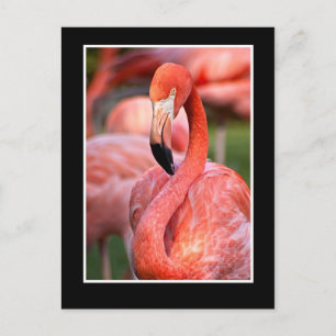 Flamingo Briefkaart