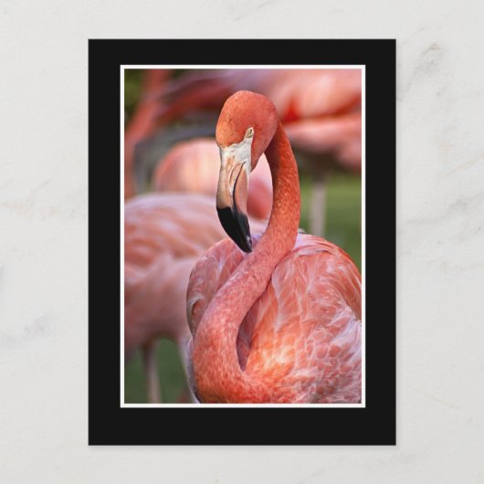 Flamingo Briefkaart (Voorkant)