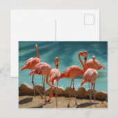 Flamingo Briefkaart (Voorkant / Achterkant)