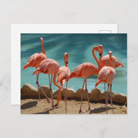 Flamingo Briefkaart (Voorkant / Achterkant)