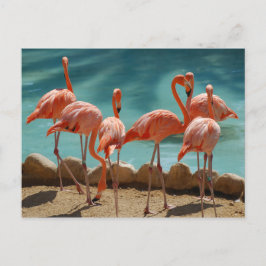 Flamingo Briefkaart