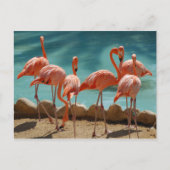 Flamingo Briefkaart (Voorkant)