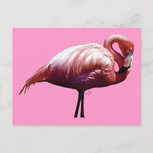 Flamingo Briefkaart