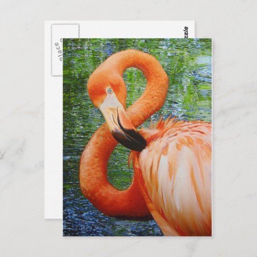 FLAMINGO BRIEFKAART (Voorkant / Achterkant)