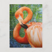 FLAMINGO BRIEFKAART (Voorkant)