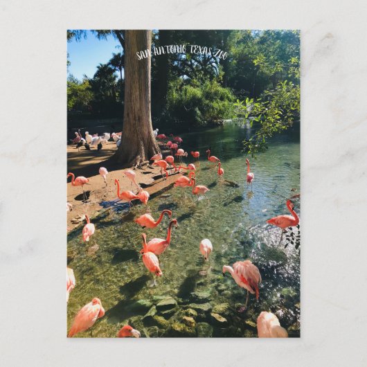 FLAMINGO-BRIEFKAART BRIEFKAART (Voorkant)