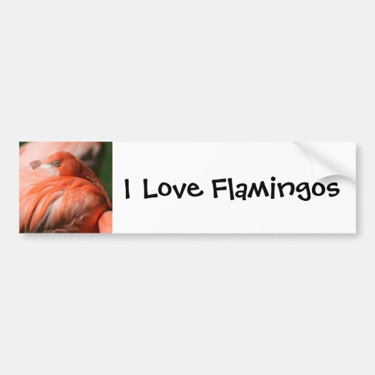 Flamingo Bumpersticker (Voorkant)