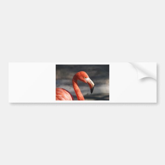 Flamingo Bumpersticker (Voorkant)