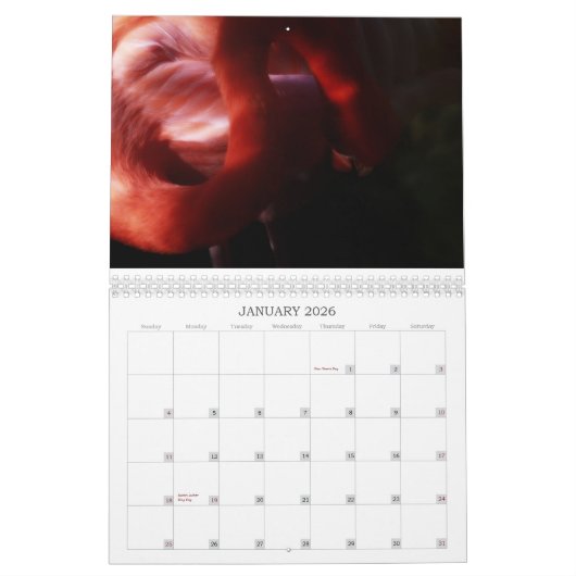 Flamingo Calendar Kalender (Jan 2026)