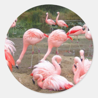 FLAMINGO CITY RONDE STICKER