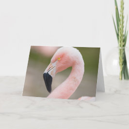 Flamingo Close Up Card Kaart