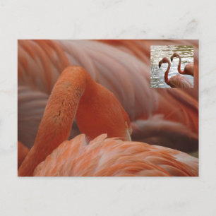 Flamingo Close Up DIY Briefkaart