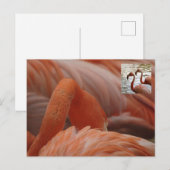 Flamingo Close Up DIY Briefkaart (Voorkant / Achterkant)