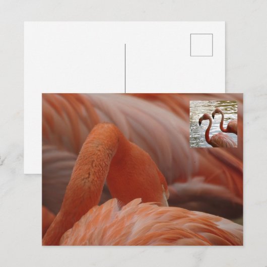 Flamingo Close Up DIY Briefkaart (Voorkant / Achterkant)