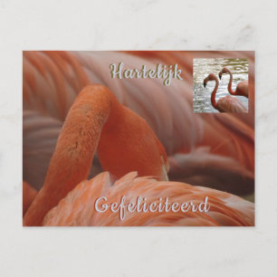 Flamingo Close-up verjaardagskaart Briefkaart