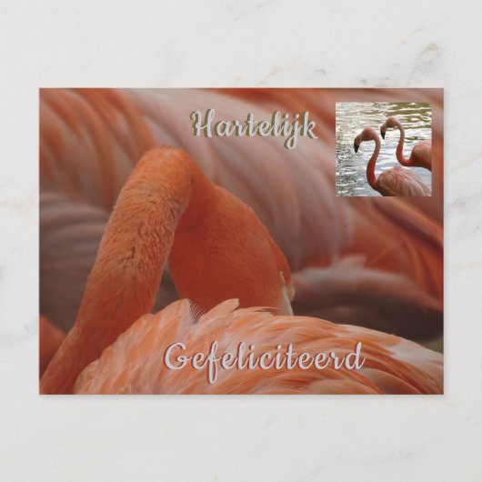 Flamingo Close-up Verjaardagskaart Briefkaart (Voorkant)
