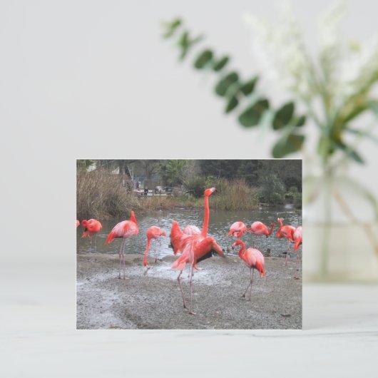 flamingo-dans briefkaart (Staand voorkant)