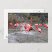flamingo-dans briefkaart (Voorkant / Achterkant)