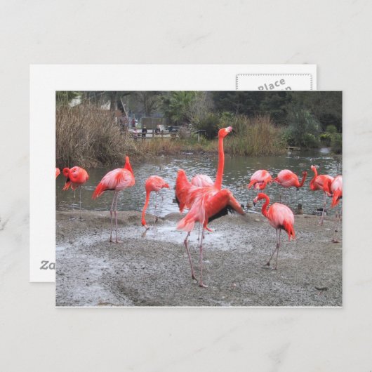 flamingo-dans briefkaart (Voorkant / Achterkant)