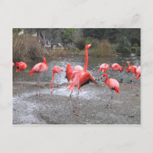 flamingo-dans briefkaart
