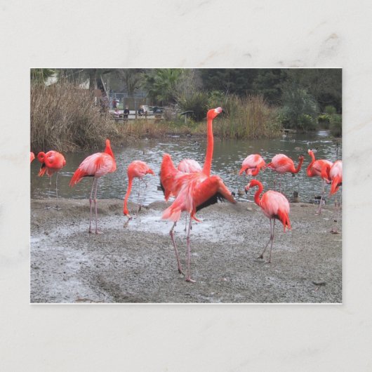 flamingo-dans briefkaart (Voorkant)