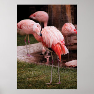 Flamingo - De Flamingo Poster