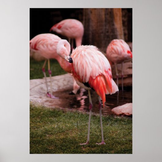 Flamingo - De Flamingo Poster (Voorkant)