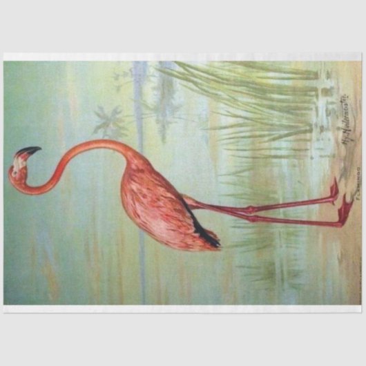 Flamingo door John Hintermeister 1908 Tissuepapier (Voorkant)