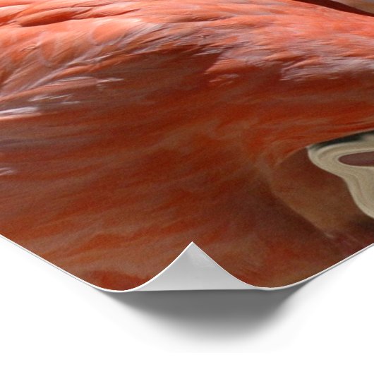 Flamingo Dreams Poster (Hoek)