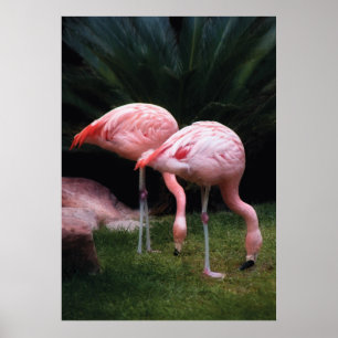 Flamingo - Een verzameling Flamingo's Poster