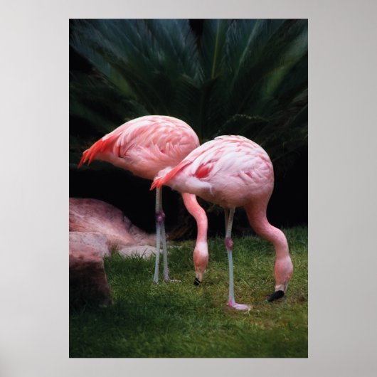 Flamingo - Een verzameling Flamingo's Poster (Voorkant)