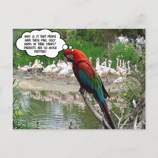 Flamingo Envy Briefkaart (Voorkant)