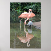 Flamingo Family Wading Poster (Voorkant)