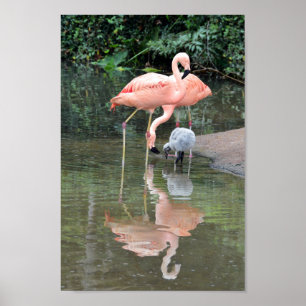Flamingo Family Wading Poster