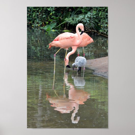 Flamingo Family Wading Poster (Voorkant)