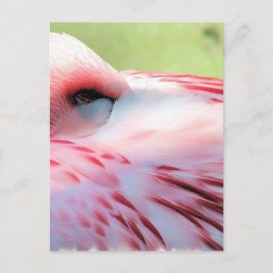 Flamingo Feathers Briefkaarten