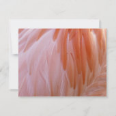 Flamingo Feathers in Shades of Pink (Voorkant)