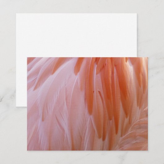 Flamingo Feathers in Shades of Pink (Voorkant / Achterkant)