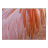 Flamingo Feathers in Shades of Pink (Voorkant Horizontaal)