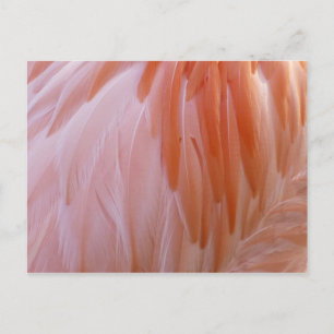 Flamingo Feathers in Shades of Pink Briefkaart