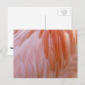 Flamingo Feathers in Shades of Pink Briefkaart (Voorkant / Achterkant)