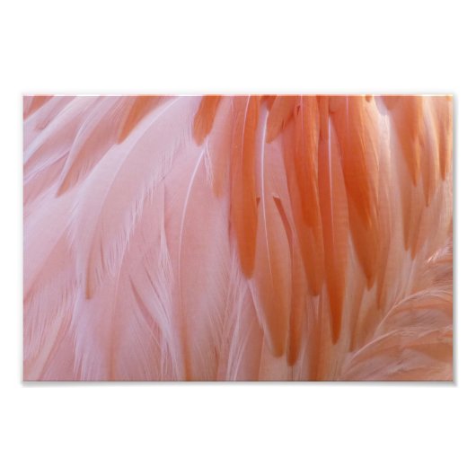 Flamingo Feathers in Shades of Pink Foto Afdruk (Voorkant)