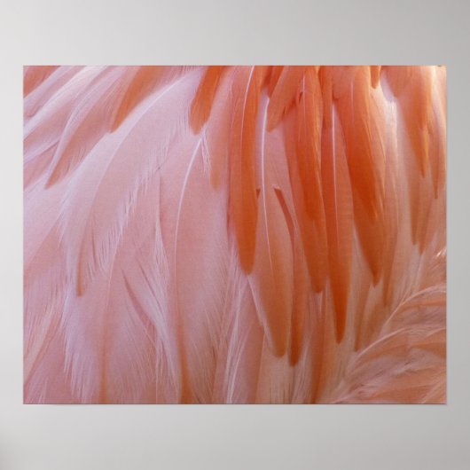 Flamingo Feathers in Shades of Pink Poster (Voorkant)
