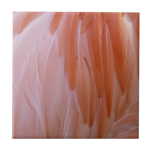 Flamingo Feathers in Shades of Pink Tegeltje (Voorkant)