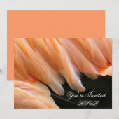 Flamingo Feathers_ Kaart (Voorkant / Achterkant)