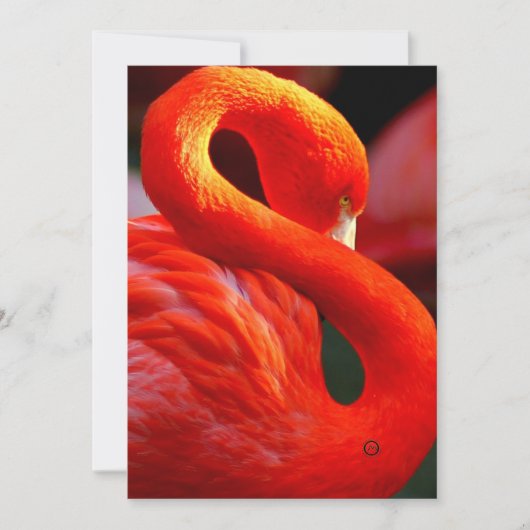 flamingo feestdagenkaart (Voorkant)
